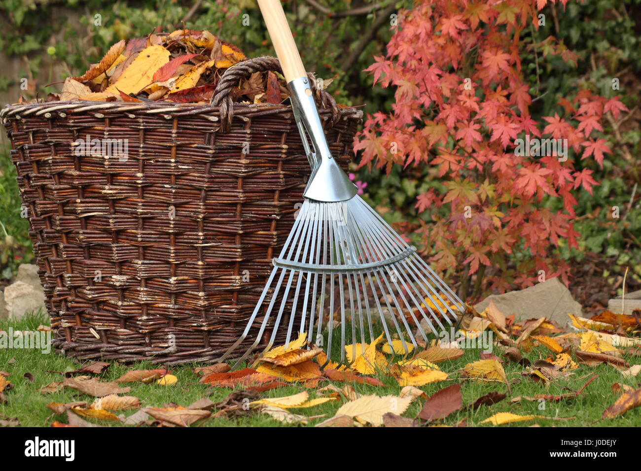 Foglie cadute sgomberate da un prato giardino in un cesto di tessuto in un luminoso giorno d'autunno, Regno Unito Foto Stock