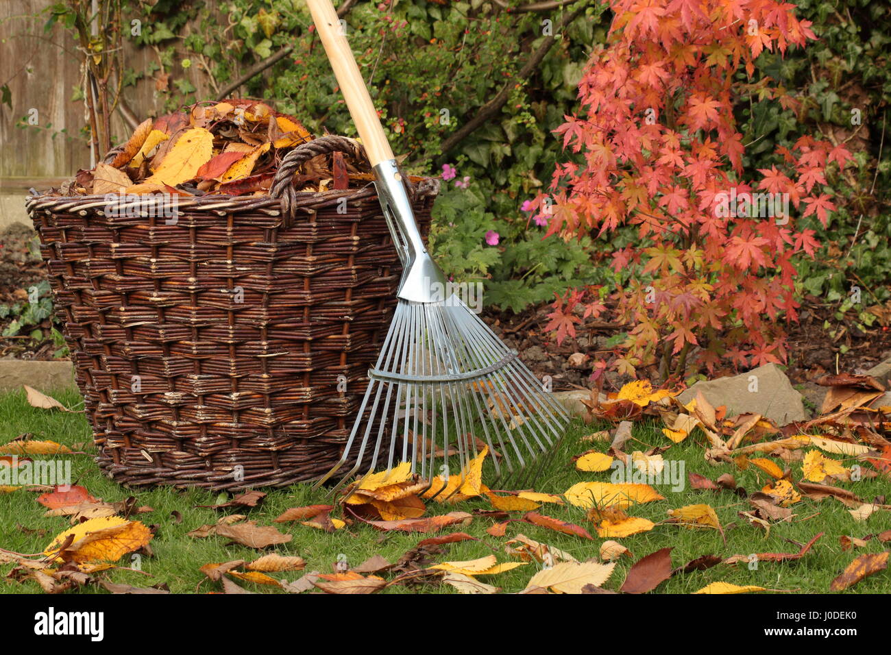 Foglie cadute sgomberate da un prato giardino in un cesto di tessuto in un luminoso giorno d'autunno, Regno Unito Foto Stock