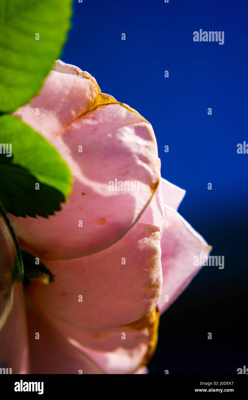 Cimelio di damasco Rosa Rose bloom con bella luce Foto Stock