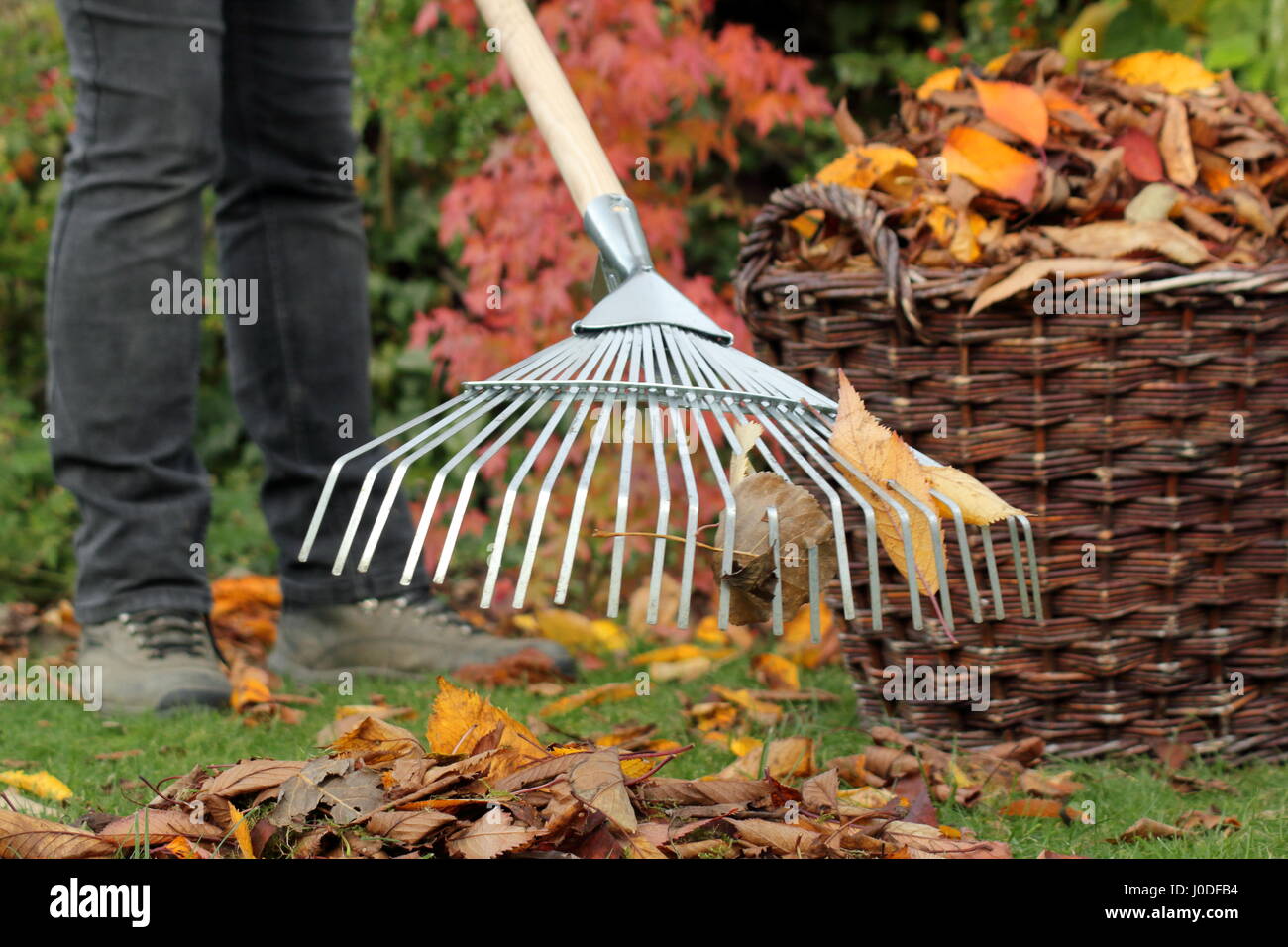 Una femmina di giardiniere rastrelli su caduto albero ciliegio foglie (prunus) in un cesto tessuto da un giardino prato come parte del prato in autunno le attività di manutenzione - Ottobre Foto Stock