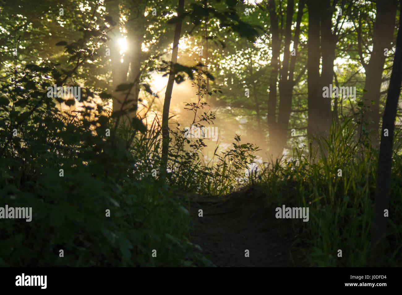 Sole che splende attraverso un sentiero di bosco all'alba. Foto Stock