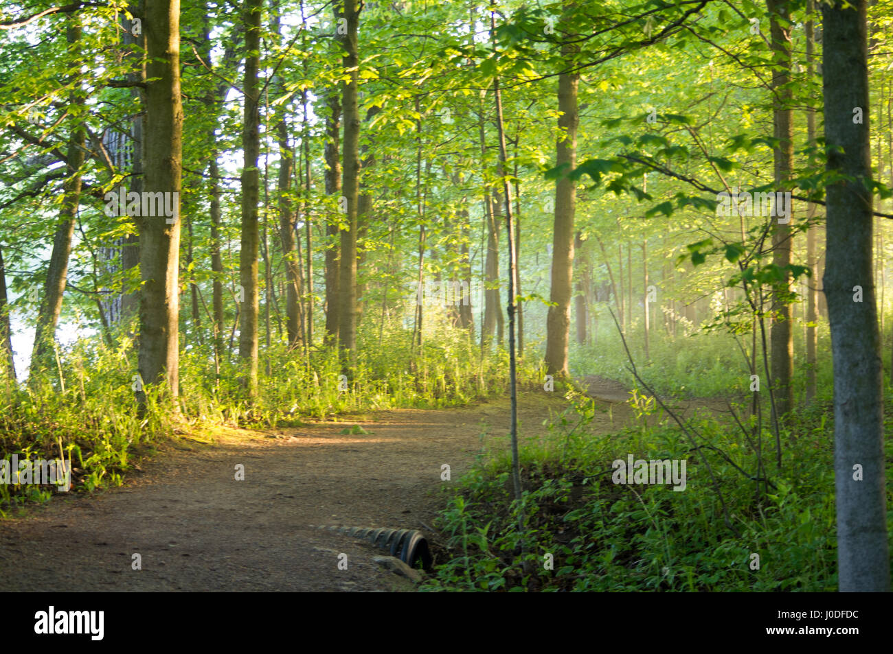 Sole che splende attraverso un sentiero di bosco all'alba. Foto Stock