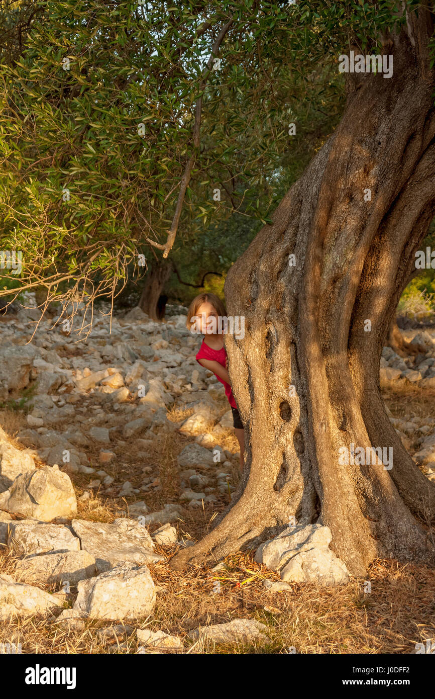 Bambina che si nasconde dietro l'ulivo in Lun giardini di oliva, isola di Pag , Croazia Foto Stock