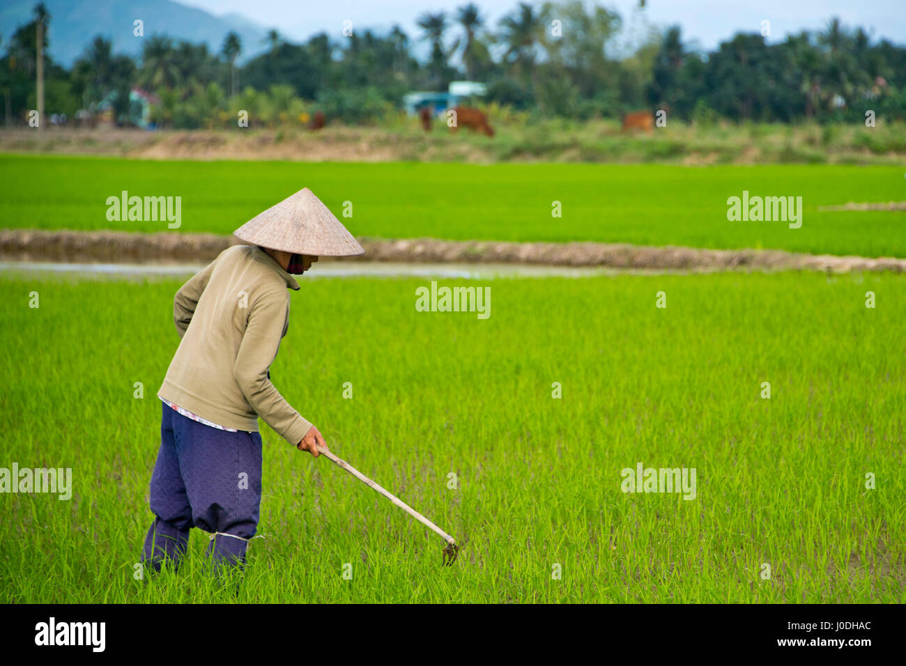 Vista orizzontale di una persona che lavora nelle risaie del Vietnam. Foto Stock