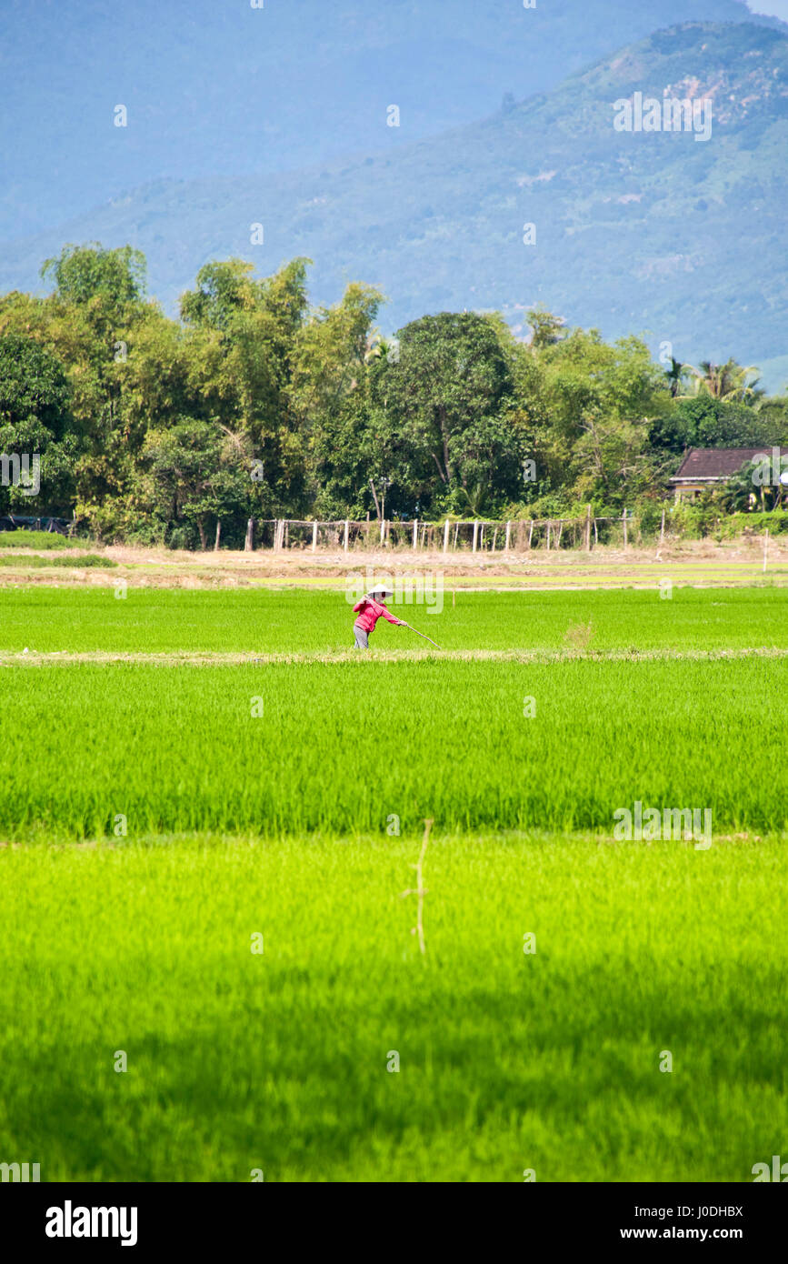 Vista verticale di una persona che lavora nelle risaie del Vietnam. Foto Stock