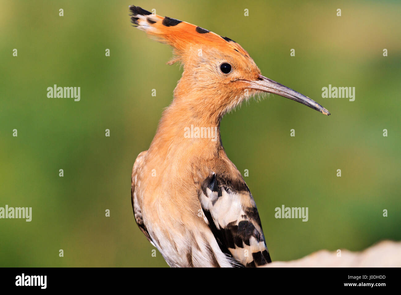 Upupa girare a destra sulla testa,uccello esclusivi Foto Stock