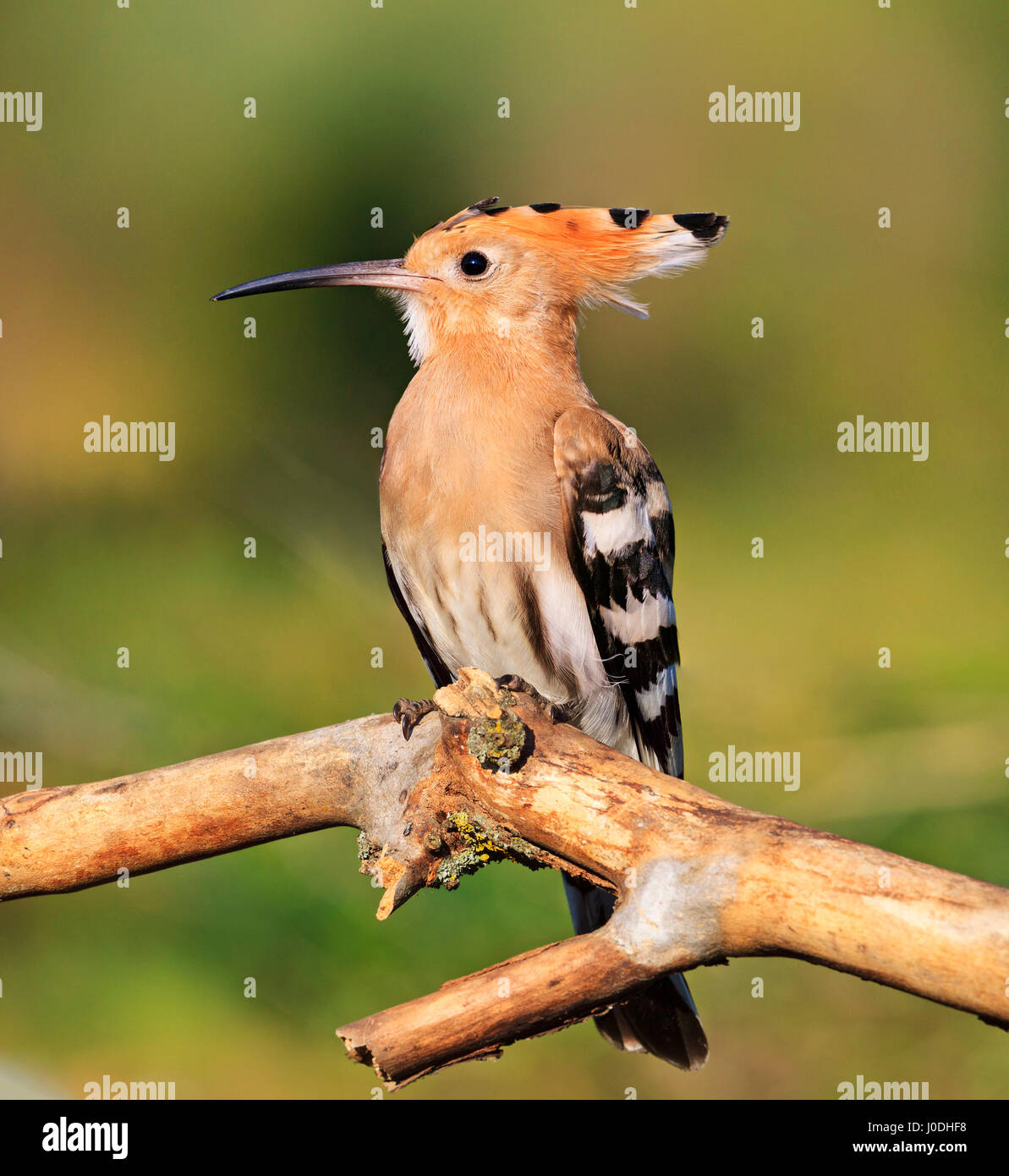 Royal upupa uccello è un simbolo di amore e di gratitudine,uccello esclusivi Foto Stock