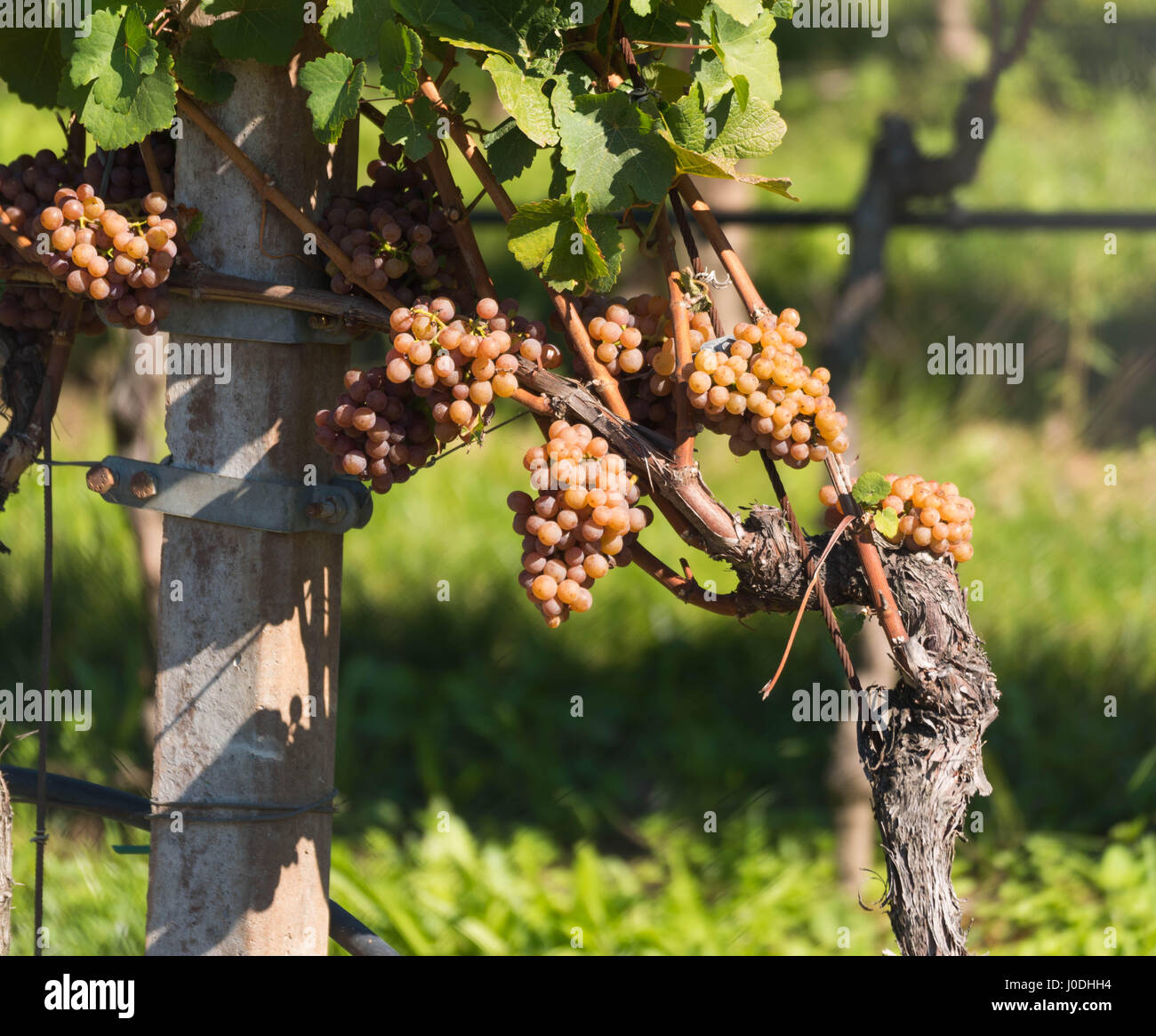 Le uve in un vigneto Foto Stock