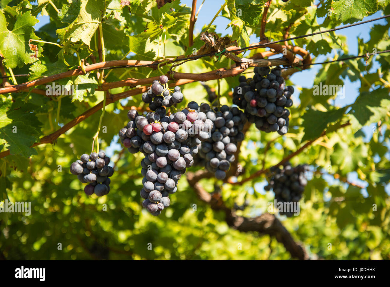 Vino rosso uva in vigna Foto Stock