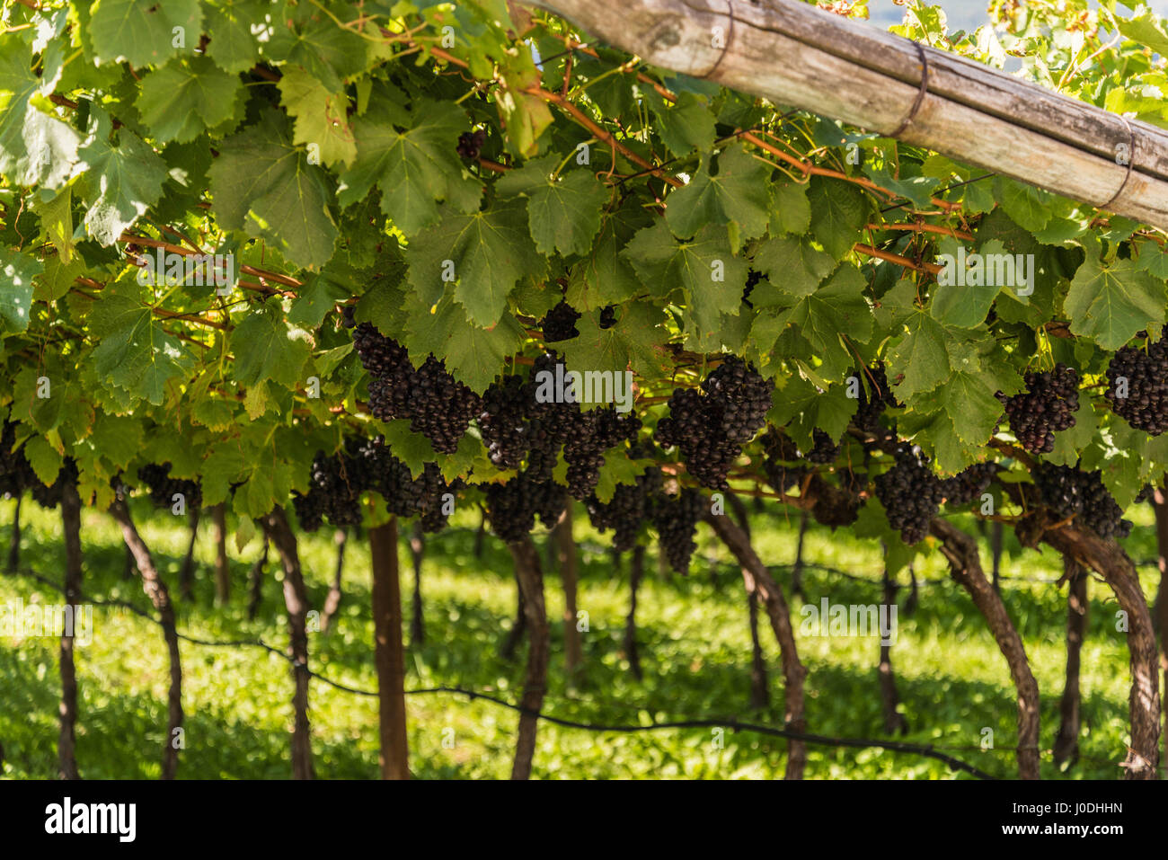 Vino rosso uva in vigna Foto Stock