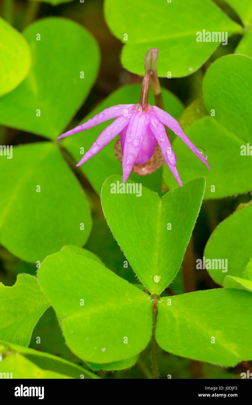 Fairy slipper lungo Alsea Falls Trail, Alsea cade Recreation Site, sud Forcella Alsea River National paese indietro Byway, Oregon Foto Stock