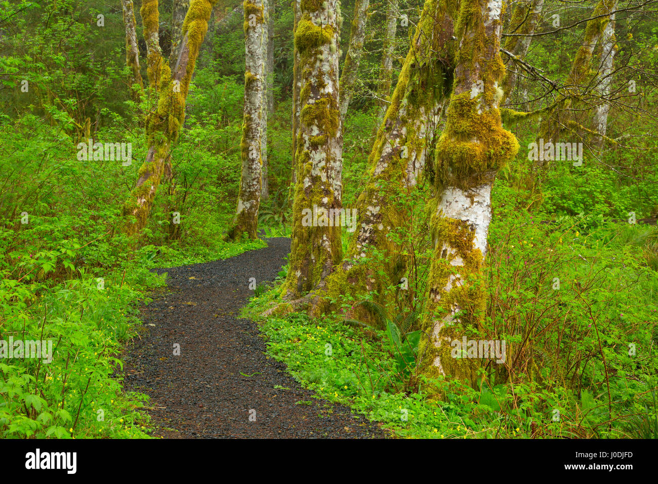 Hebo Lago Trail, Siuslaw National Forest, Oregon Foto Stock