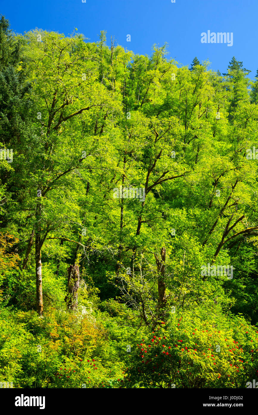 Pendenza della foresta al di sopra di tre fiumi, Siuslaw National Forest, Oregon Foto Stock