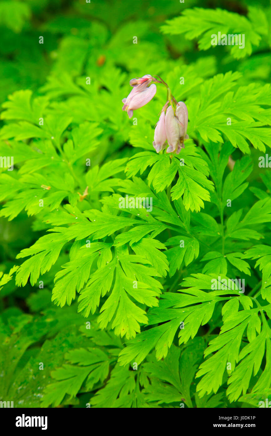 Cuore di spurgo lungo Alsea Falls Trail, Alsea cade Recreation Site, sud Forcella Alsea River National paese indietro Byway, Oregon Foto Stock