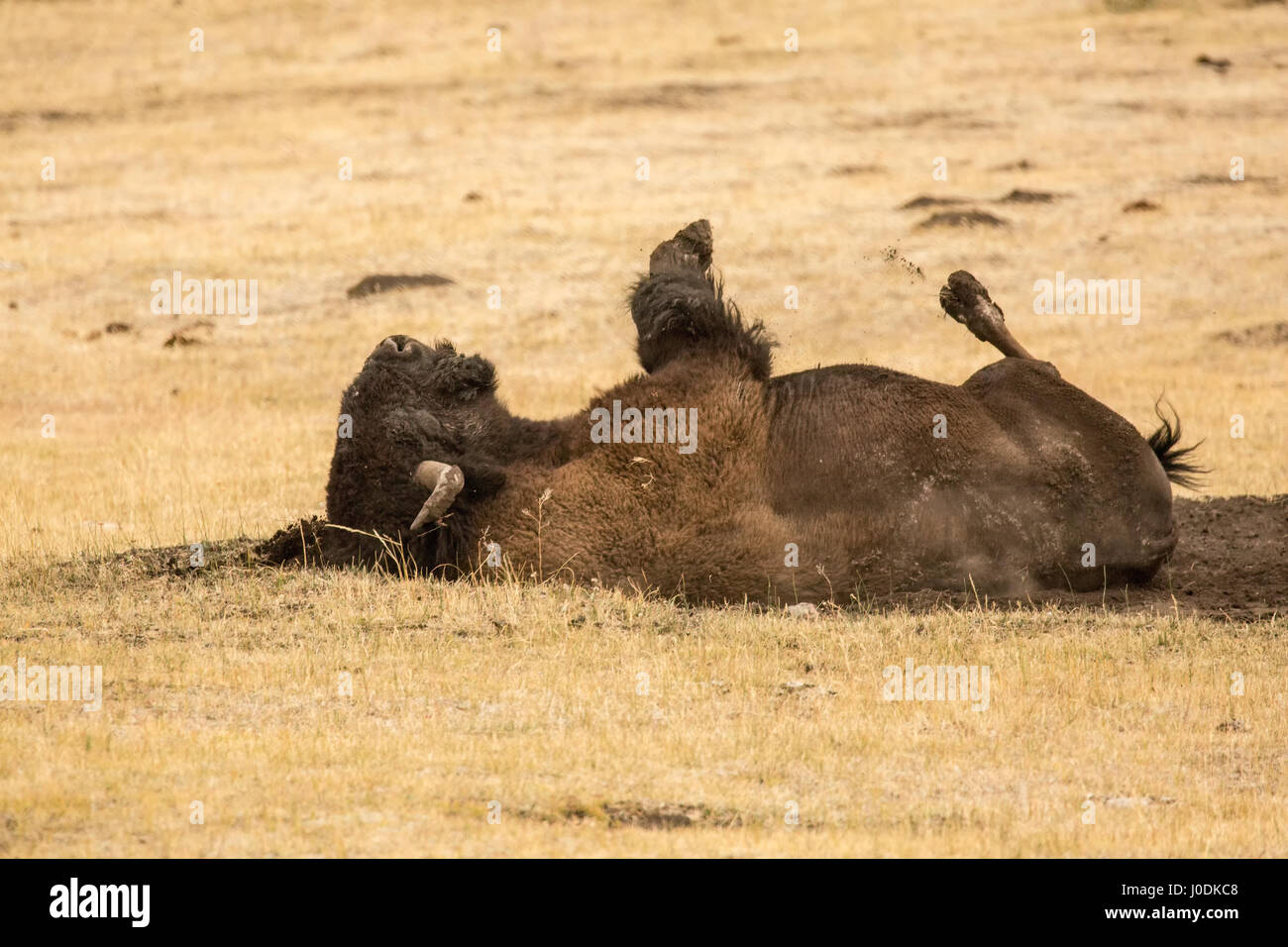 Bisonti americani polvere la balneazione nel Parco Nazionale di Yellowstone, Wyoming USA Foto Stock