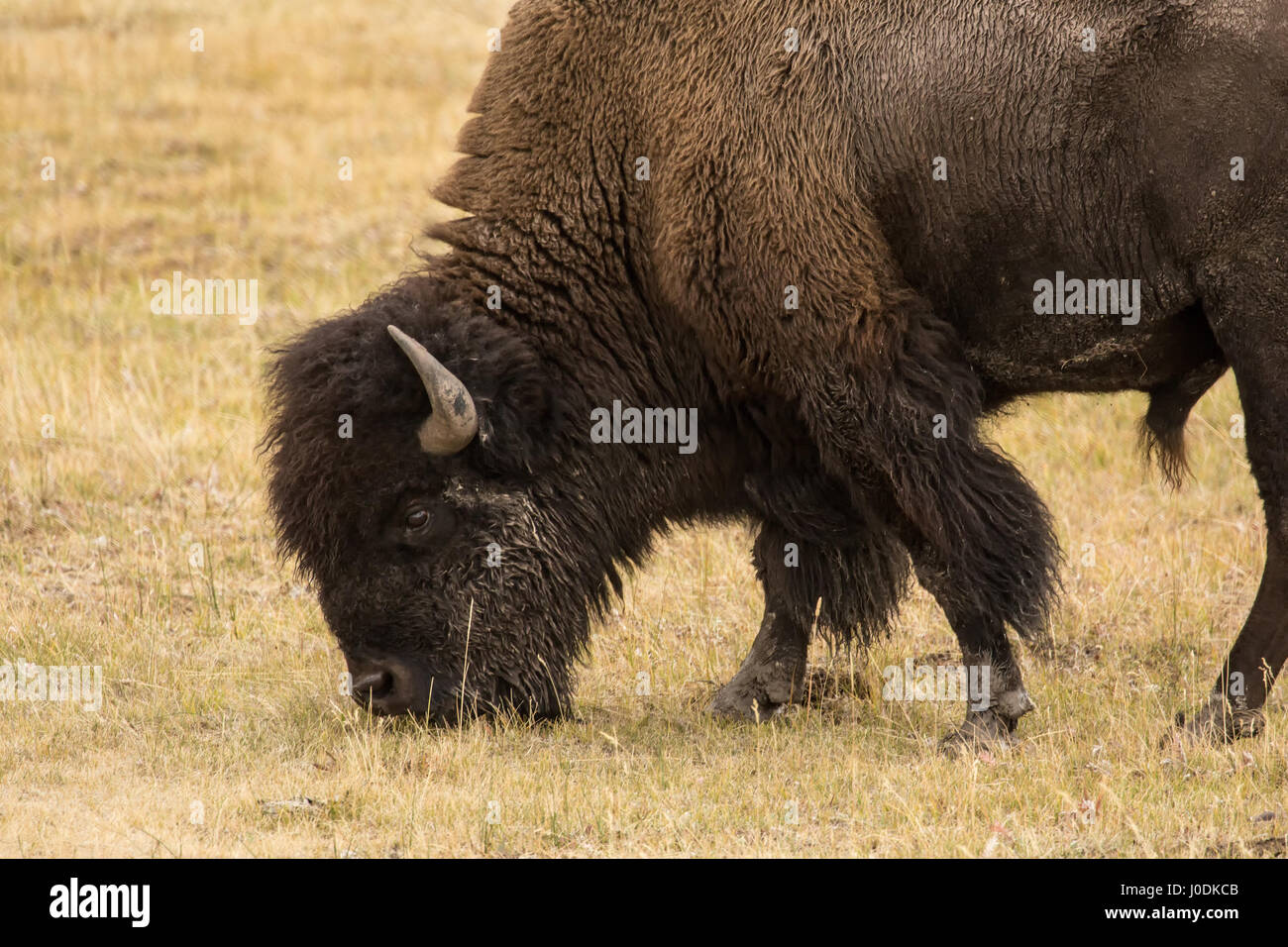 Maschio di bisonti americani pascolare nel Parco Nazionale di Yellowstone, Wyoming USA Foto Stock