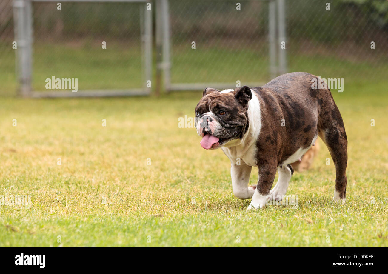 Brindle bulldog mix riproduce in un dog park in estate. Foto Stock