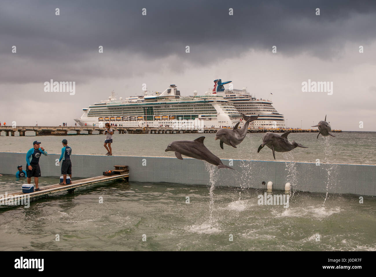 I delfini in cattività eseguire per i passeggeri di crociera a costa maya Resort, Messico. Foto Stock