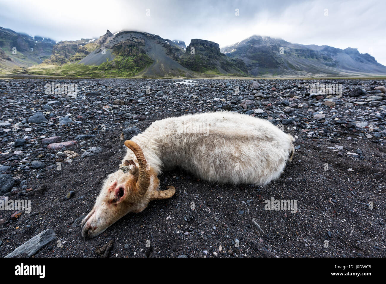 Pecora morta sul campo di Islanda Foto Stock