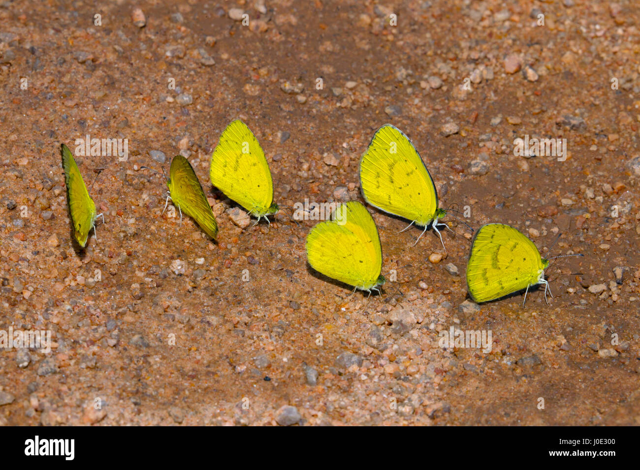 Grande gruppo di farfalle giallo erba o Eurema Hecabe Foto Stock