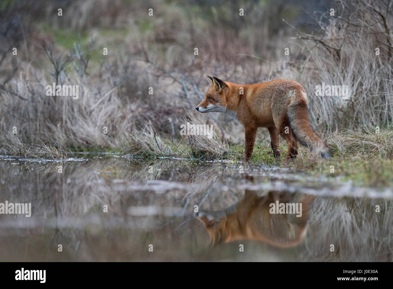 Red Fox / Rotfuchs ( Vulpes vulpes ) la caccia a un corpo di acqua, in piedi sul bordo di un laghetto, mirroring su acqua calma superficie. Foto Stock