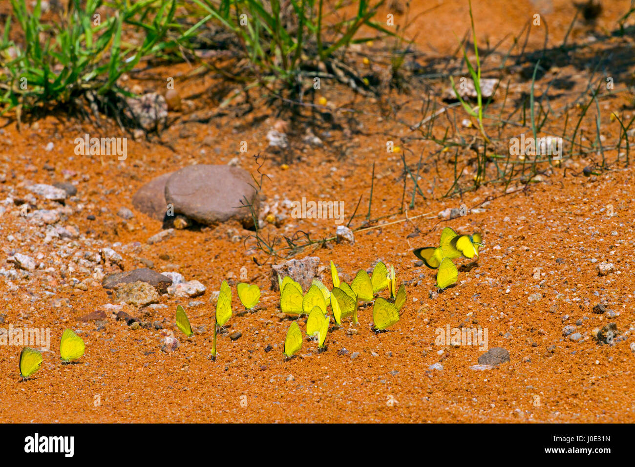 Grande gruppo di farfalle giallo erba o Eurema Hecabe Foto Stock