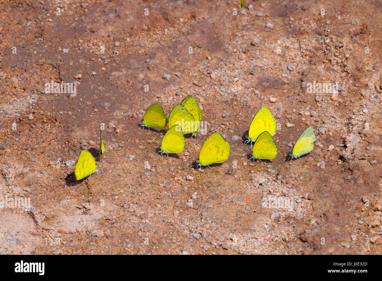 Grande gruppo di farfalle giallo erba o Eurema Hecabe Foto Stock