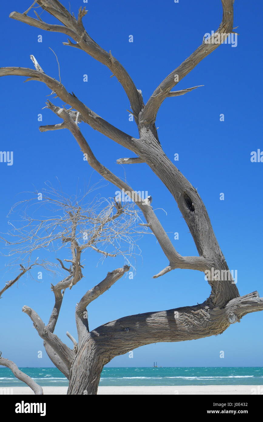 Alberi sfrondato di Al Jazayer Beach, Regno del Bahrein Foto Stock