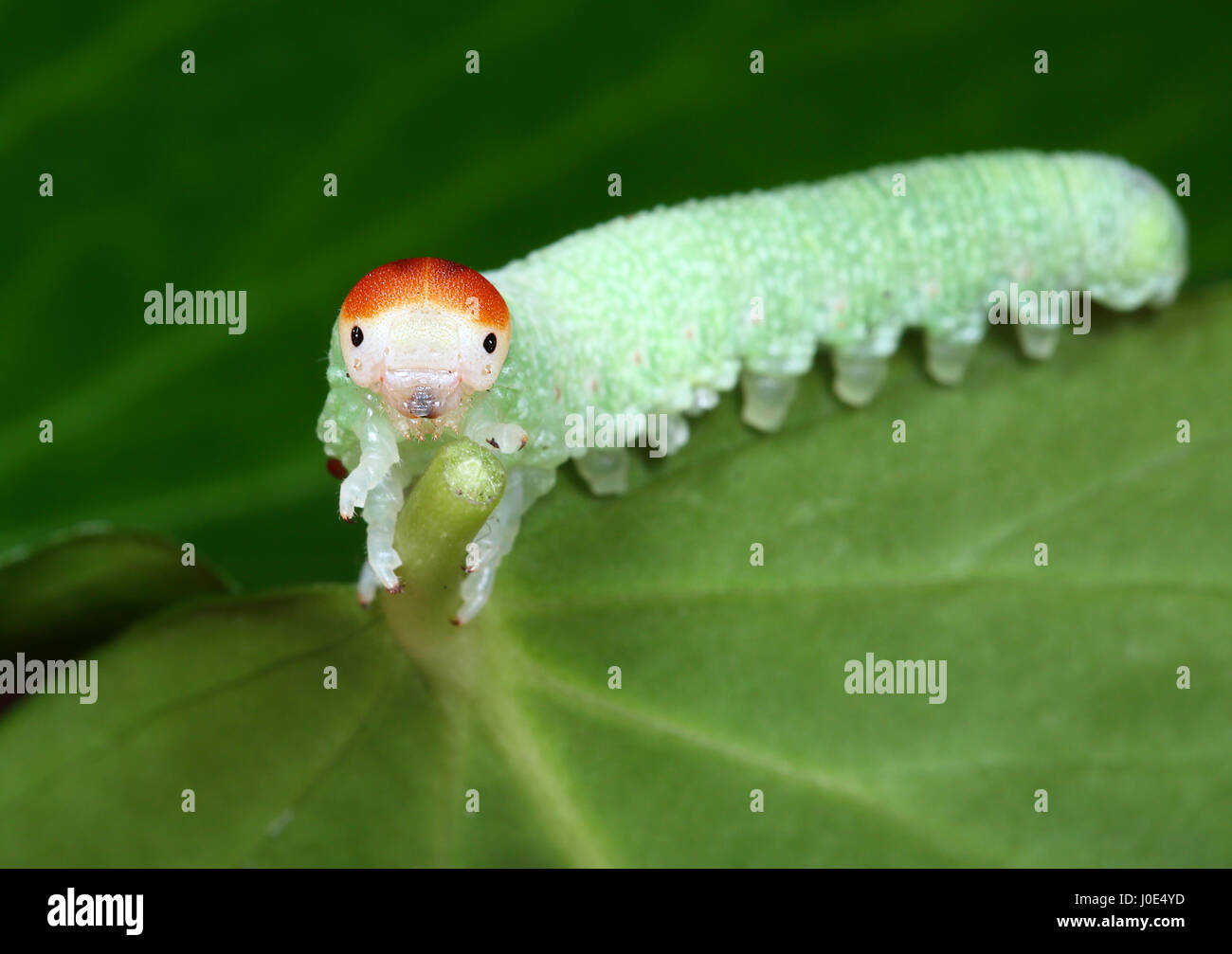 Fame mangiare Caterpillar Foto Stock