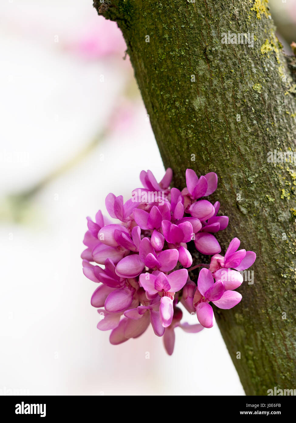 Cercis siliquastrum. Albero di Giuda. I fiori possono formare direttamente sul tronco, rami principali. Foto Stock