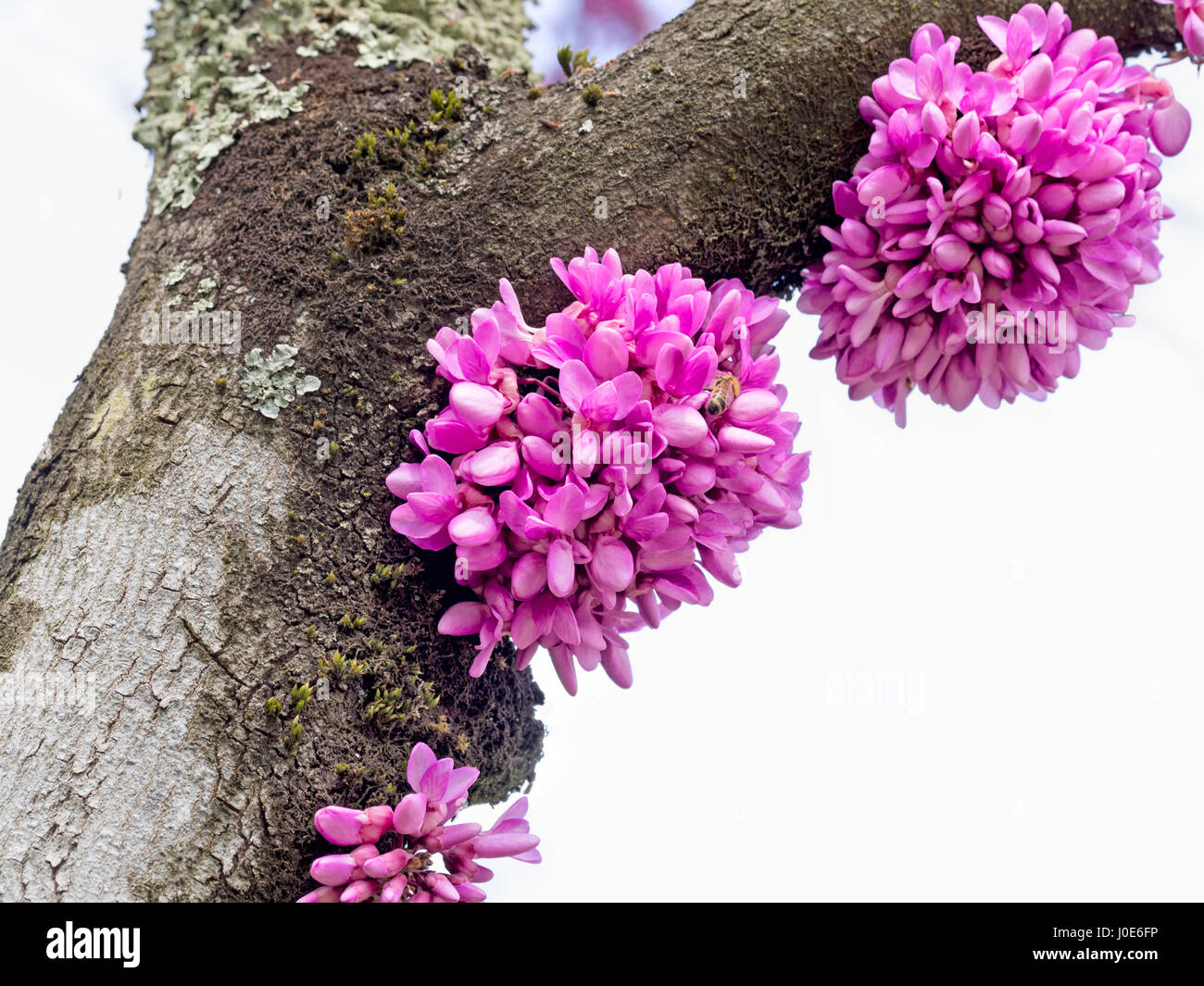 Cercis siliquastrum. Albero di Giuda. I fiori possono formare direttamente sul tronco, rami principali. Foto Stock