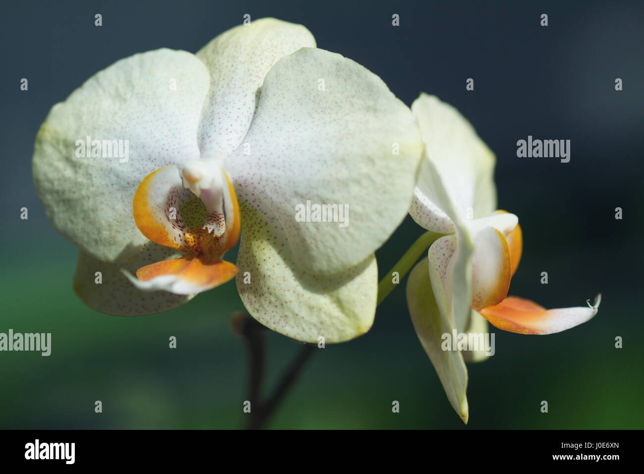 Vista frontale in prossimità di due fiori di orchidea bianchi su sfondo verde in un giardino di messa a fuoco selettiva Foto Stock