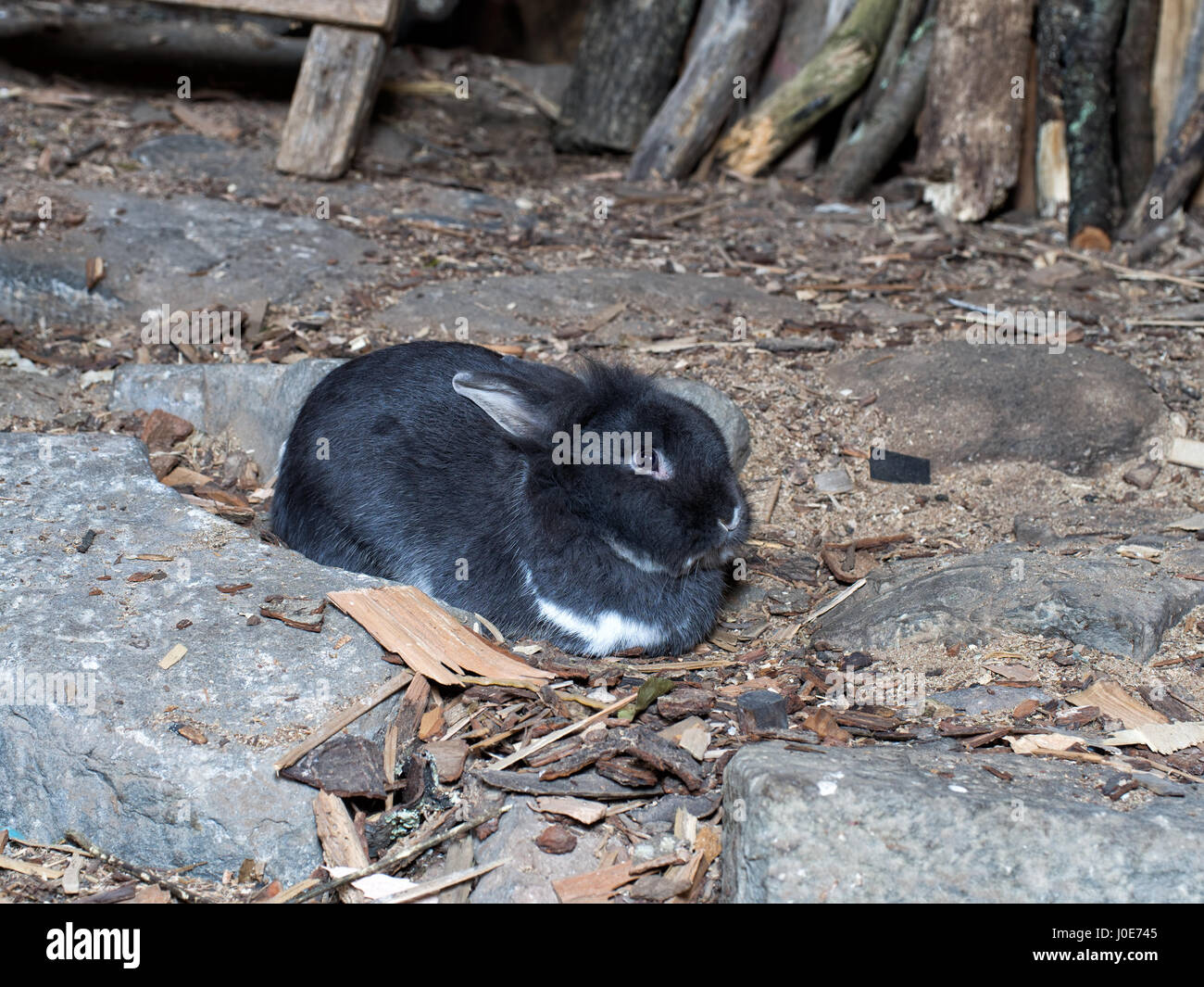 Carino bunny in brn. Probabilmente per carne, tuttavia. Foto Stock