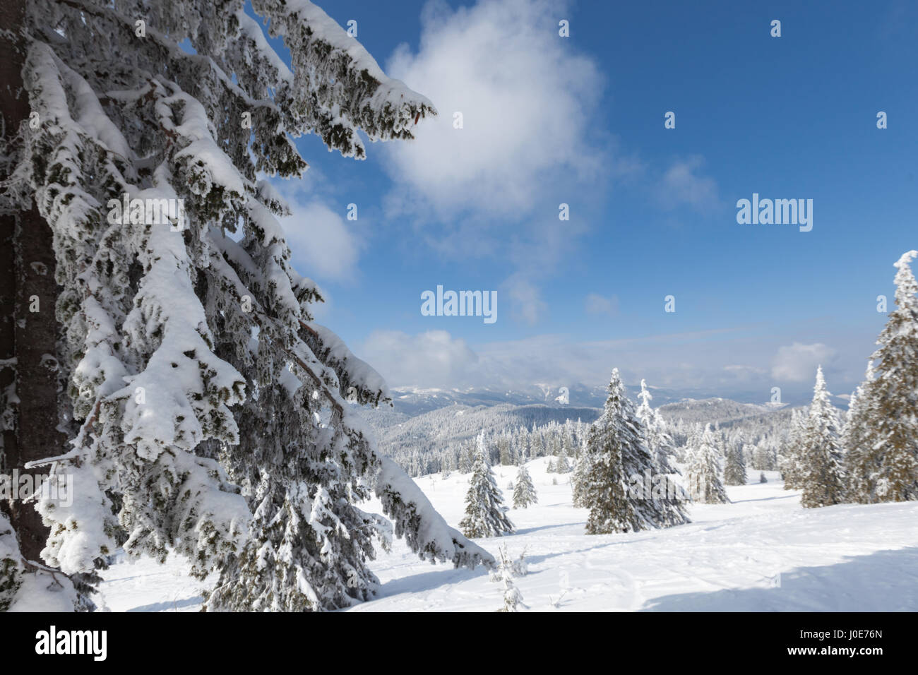 Sunny scena invernale con pini innevato Foto Stock