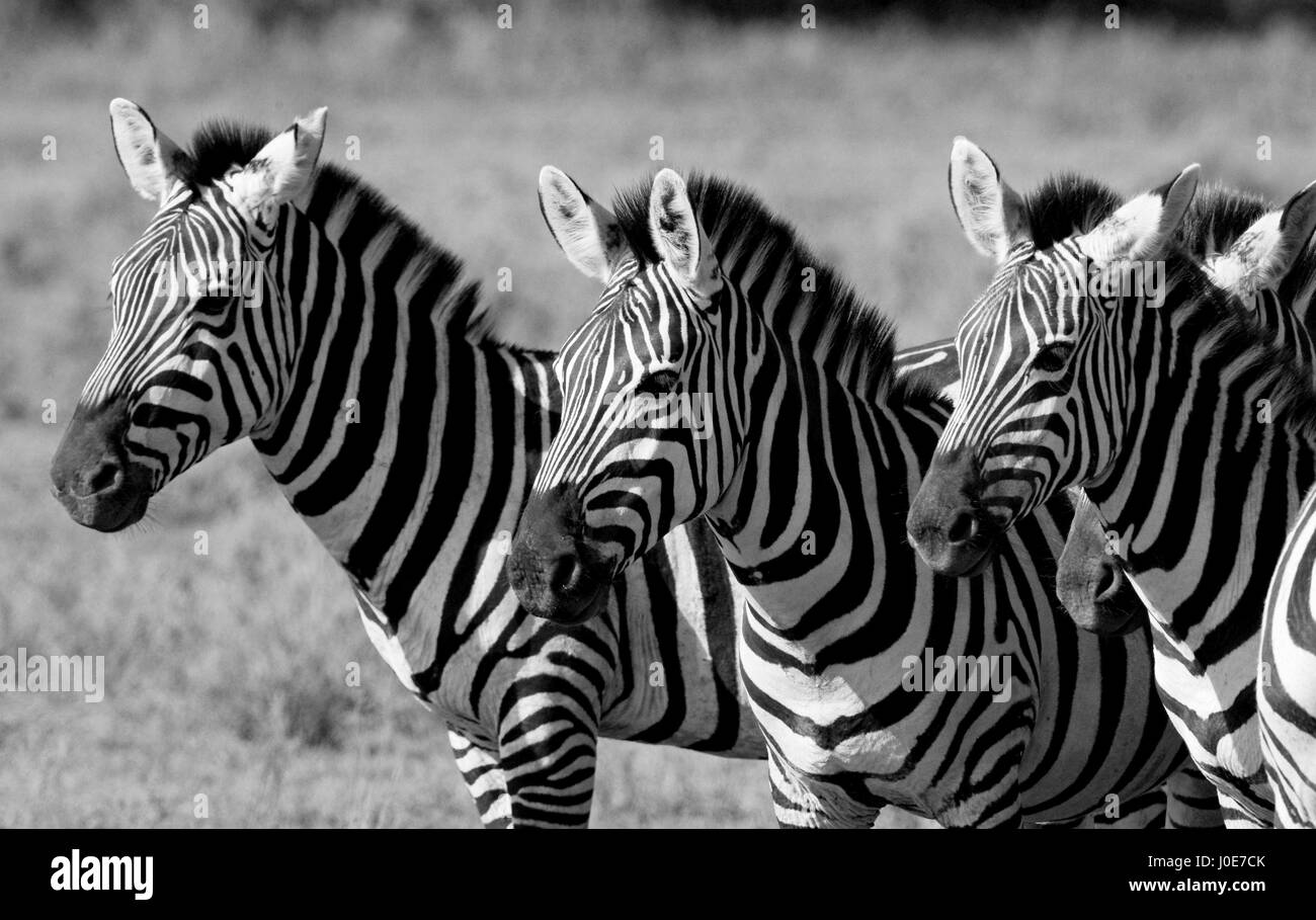 Tre zebre stanno insieme. Kenya. Tanzania. Parco nazionale. Serengeti. Maasai Mara. Foto Stock