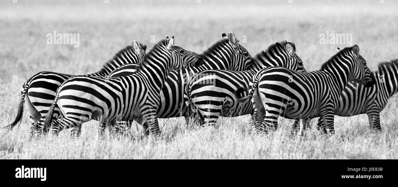 Un gruppo di zebre nella savana. Kenya. Tanzania. Parco nazionale. Serengeti. Maasai Mara. Foto Stock
