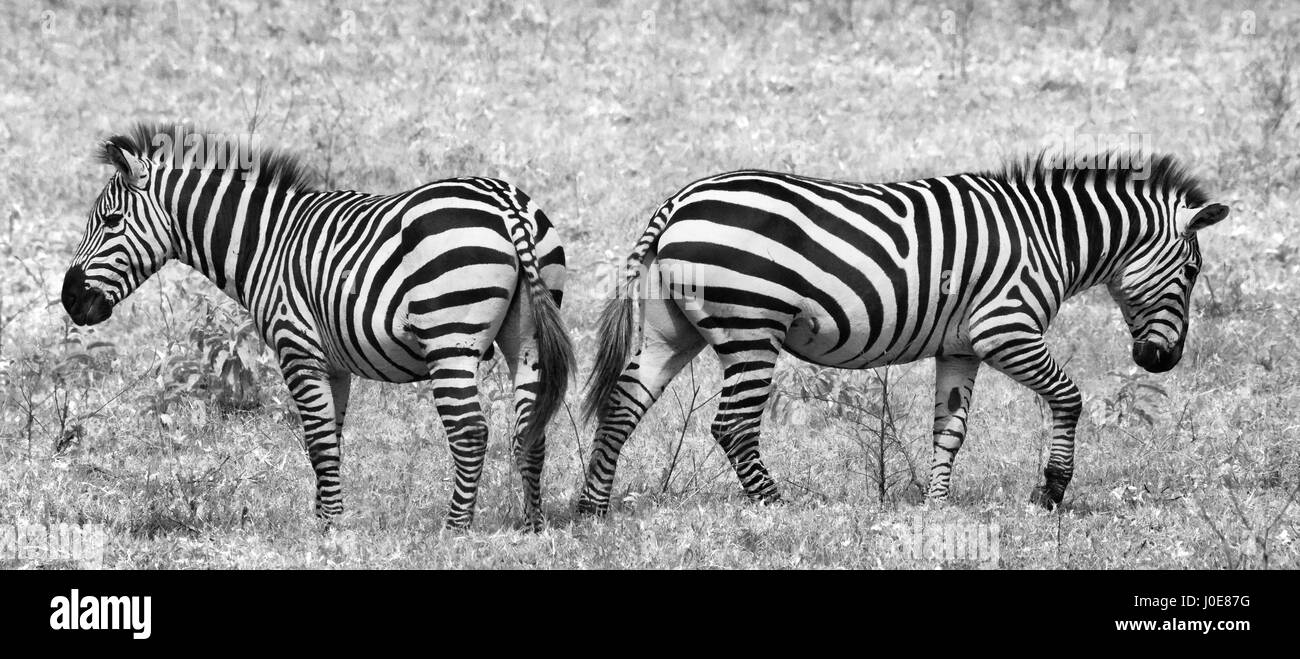Due zebre nella savana. Kenya. Tanzania. Parco nazionale. Serengeti. Maasai Mara. Foto Stock