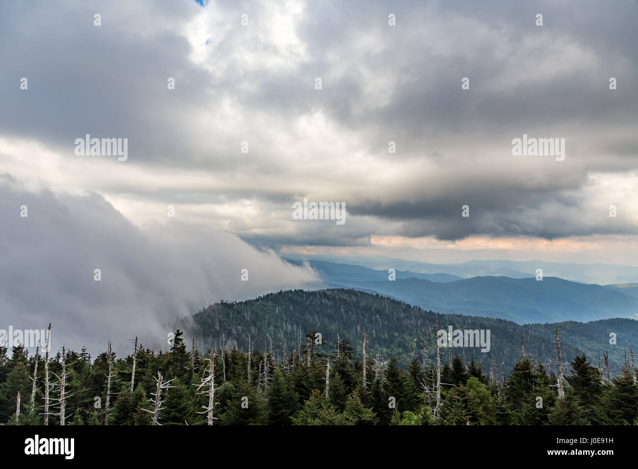 Serata di pesanti rotoli di nebbia attraverso monti Appalachi a Clingman la cupola. Foto Stock