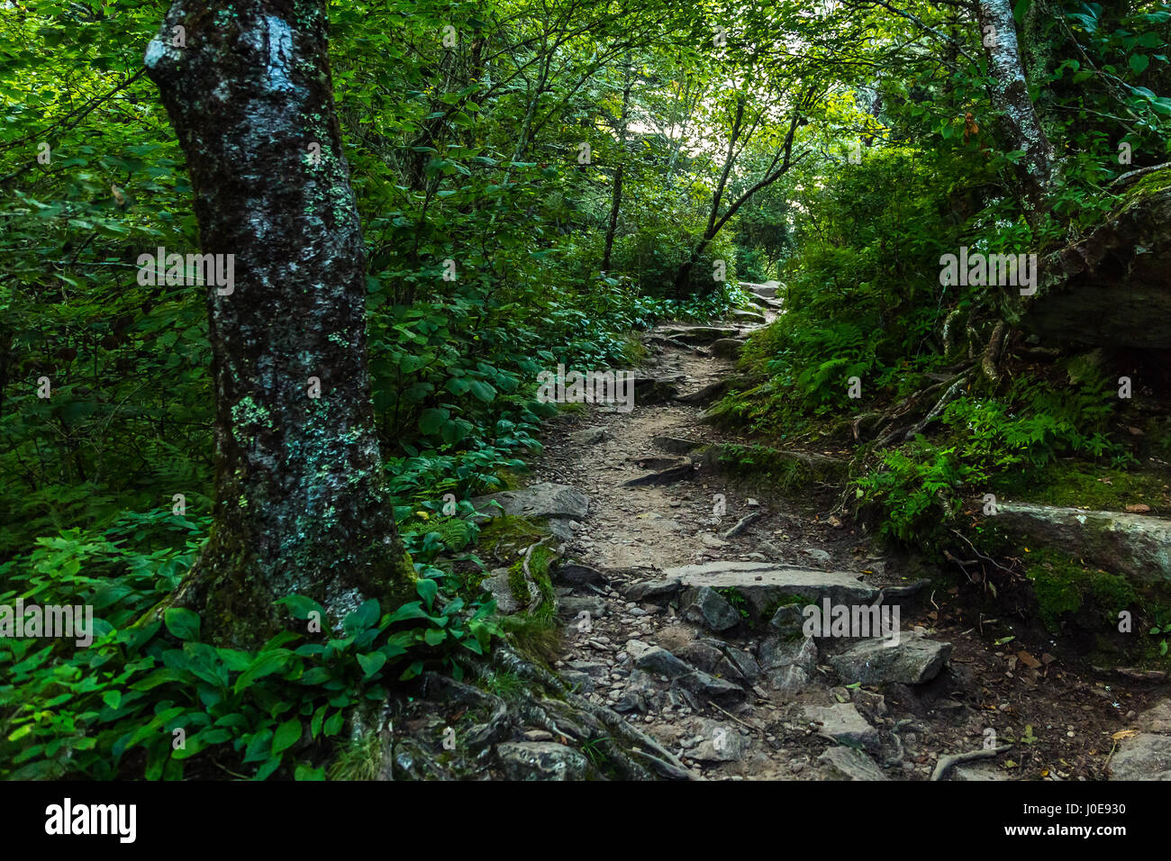 L'Appalachian Trail come attraversa lo Smoky Mountains in North Carolina e Tennessee. Foto Stock