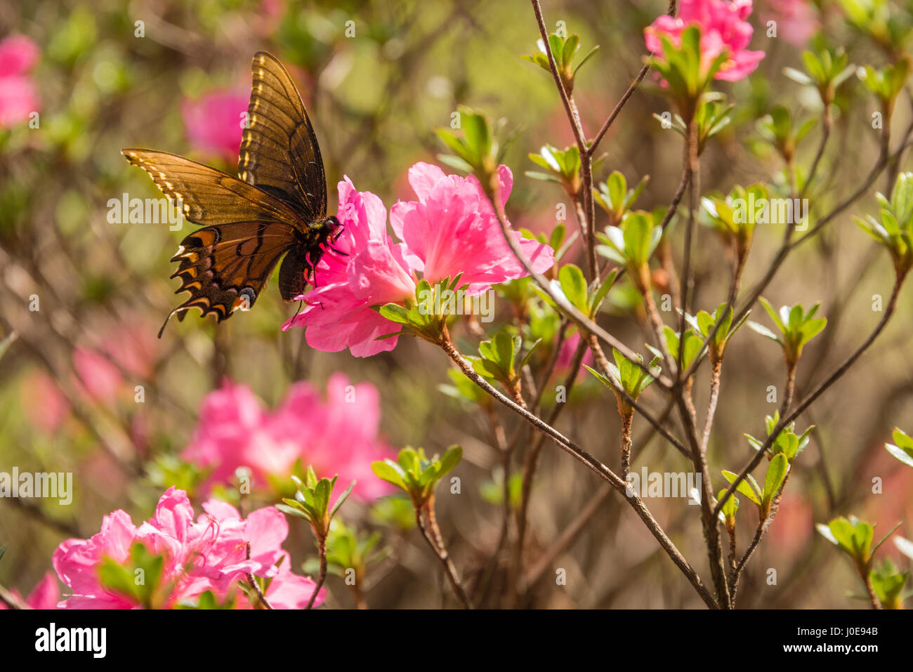Farfalla sulla rosa azalee in onore Heights Park Azalea Festival in Muskogee, Oklahoma. (USA) Foto Stock