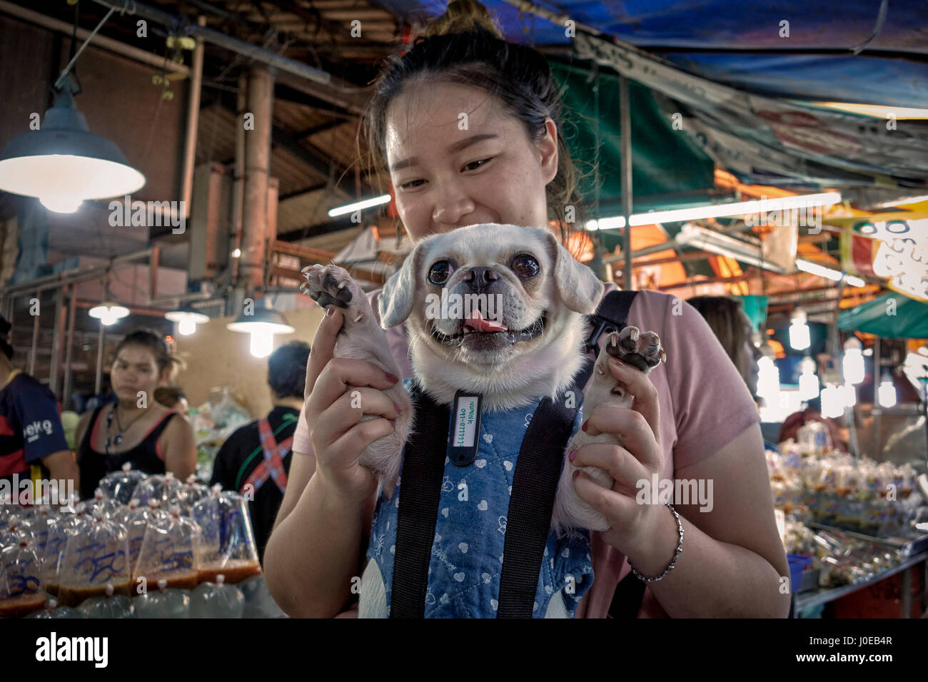 Cane. Donna che porta il suo pug coccolato in un imbragatura. Thailandia Sud-Est asiatico Foto Stock