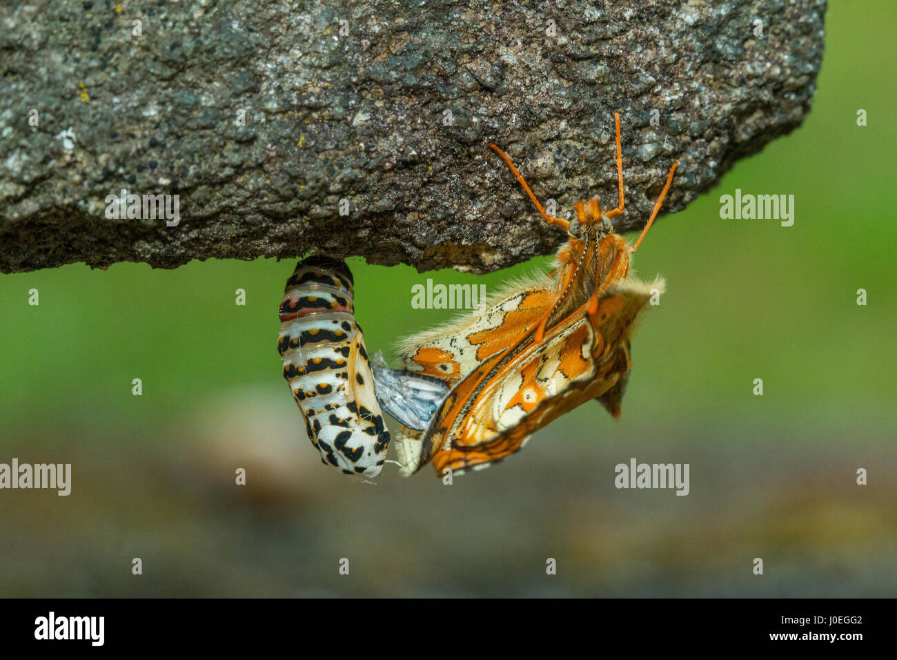Euphydryas aurinia fron emergenti il bozzolo. Foto Stock