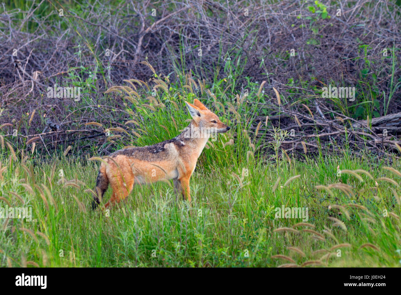 Nero-backed jackal Canis mesomelas Foto Stock