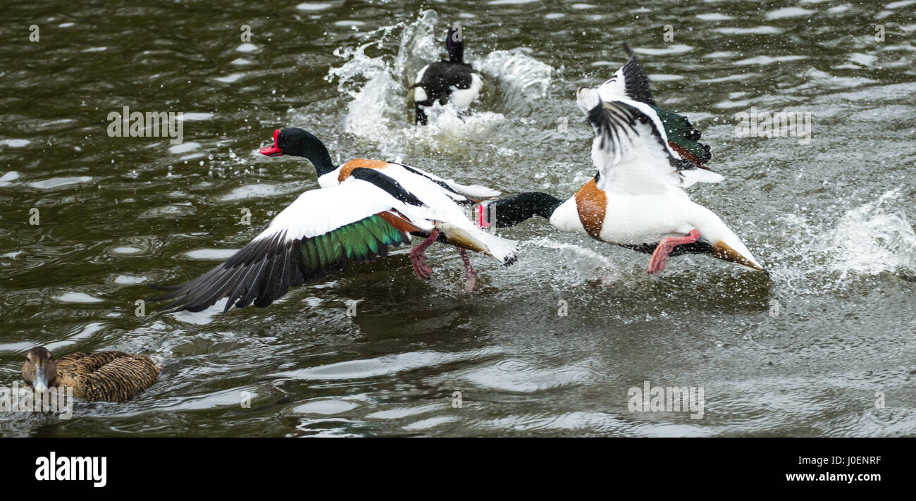 Shelduck lotta a WWT slimbridge Foto Stock