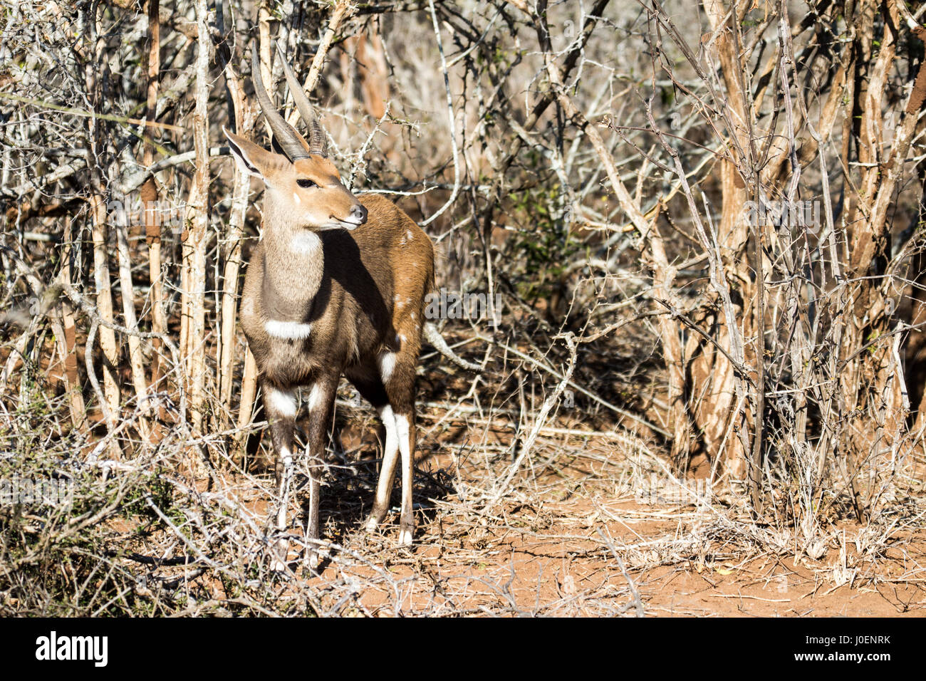 Bush Buck mimetizzata contro uno sfondo di secco di macchia Foto Stock