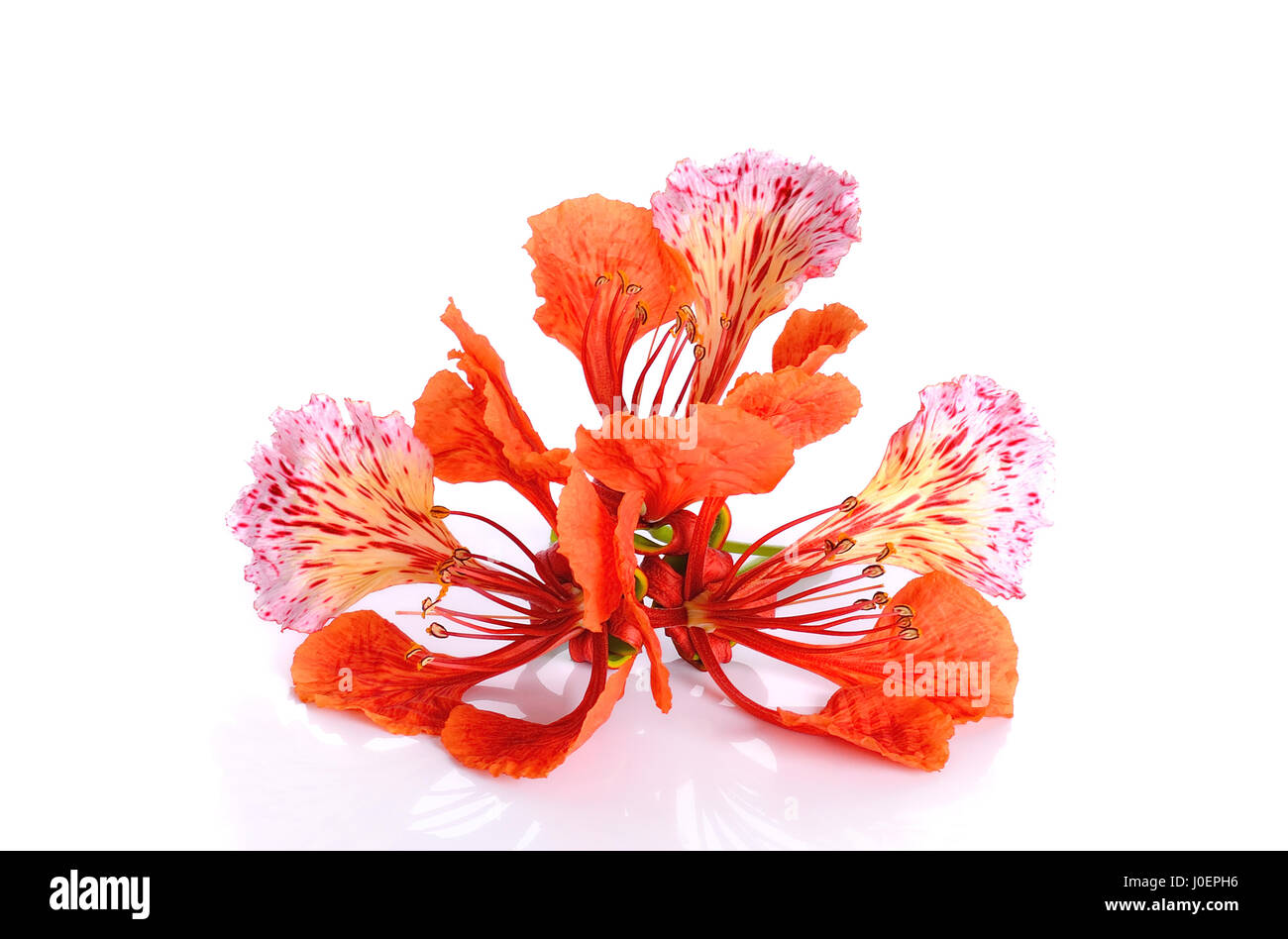 Red peacock Flower isolato su uno sfondo bianco. Foto Stock