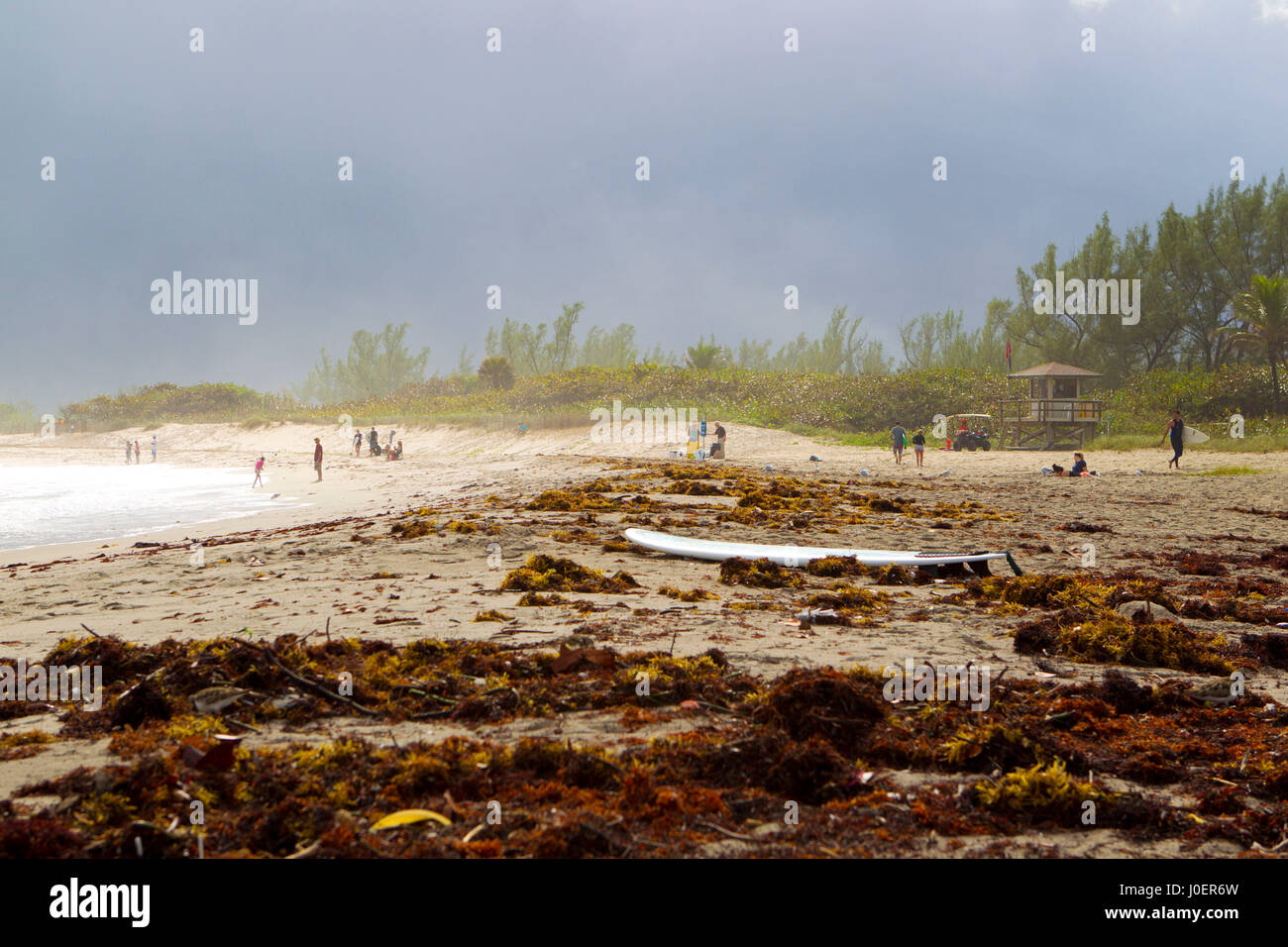 Si lava-up alghe copre un surf in spiaggia Jupiter, Florida. Foto Stock