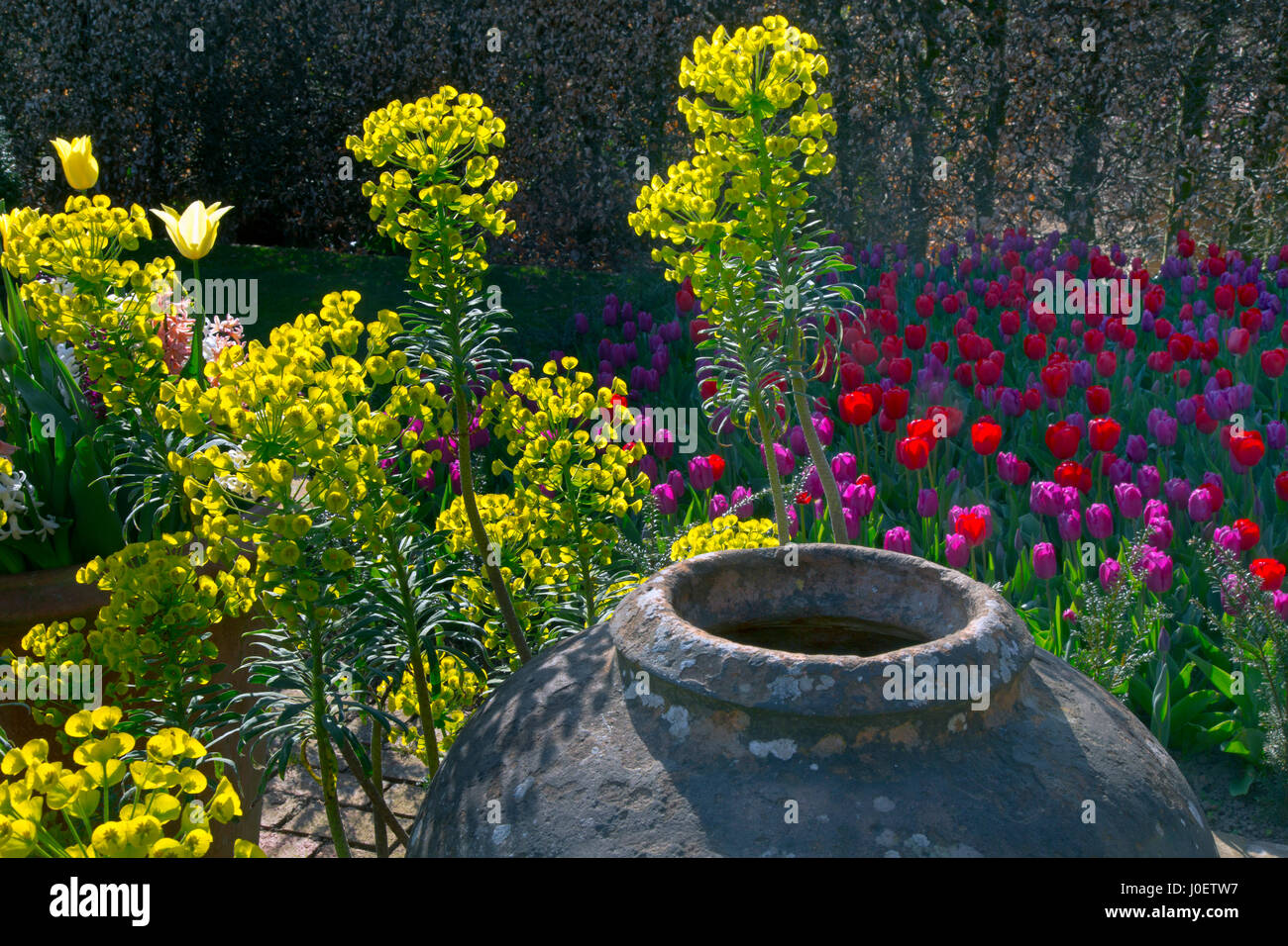 Euphorbia characias subsp. euforbia wulfenii in giardino con pot Foto Stock