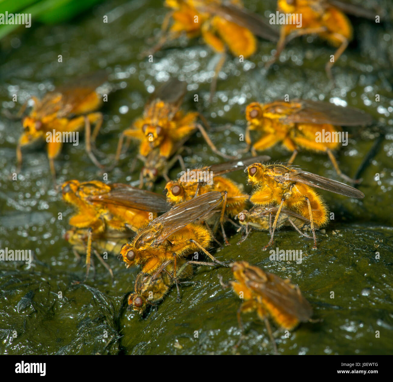 Comune di sterco di giallo Fly Scatophaga stercoraria coniugata Foto Stock