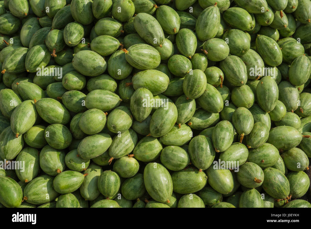 Gourd appuntita, Varanasi, Uttar Pradesh, India, Asia Foto Stock